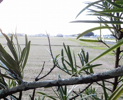 教室窓からの風景2