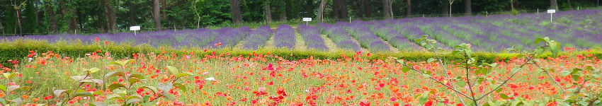 清里の花畑